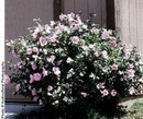 rose of mallow,st josephs rod,shrub althea,rose of althea,blve bird,خمیرو،چای ترش،چای ملکه